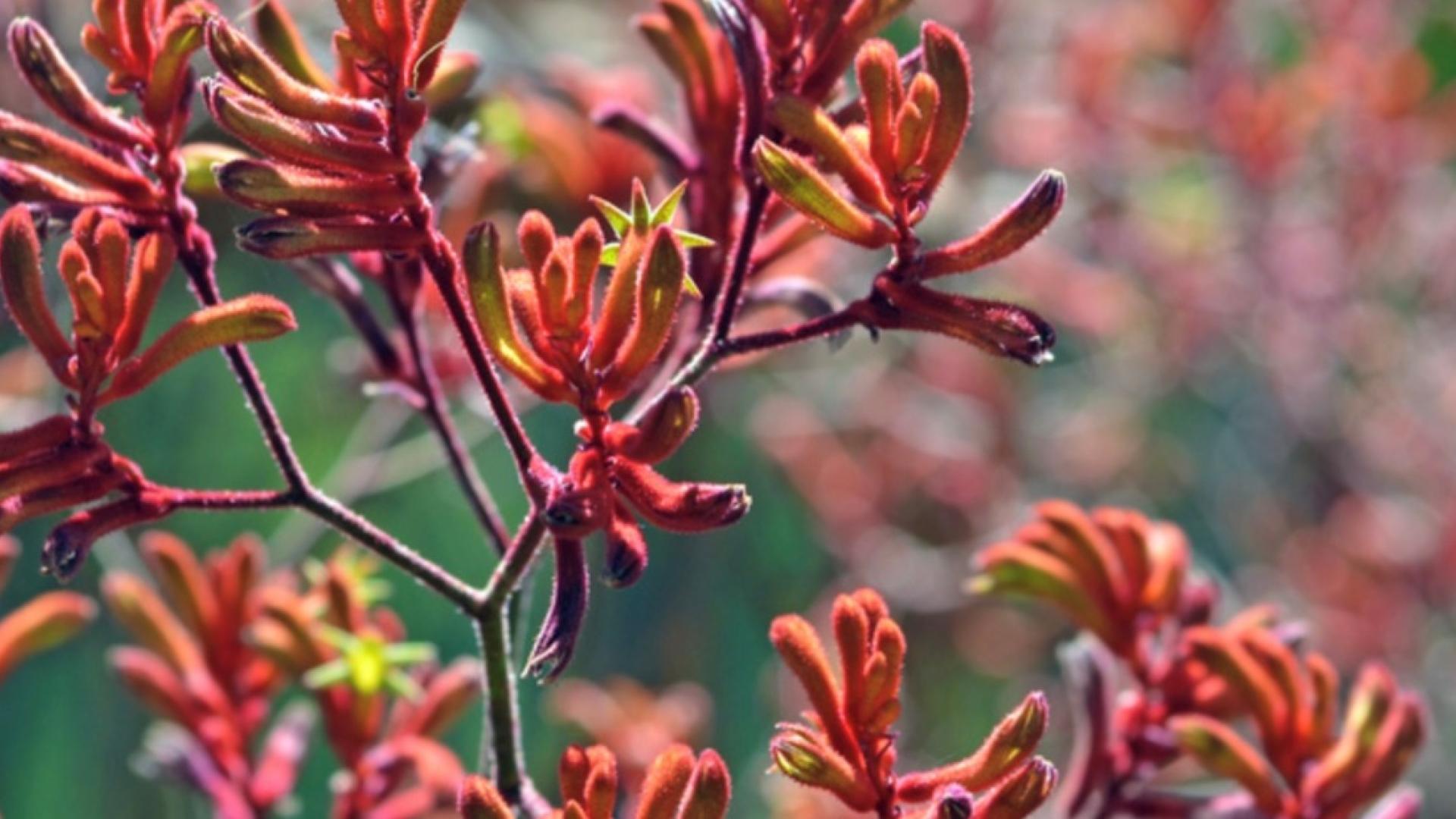 Open Native Garden