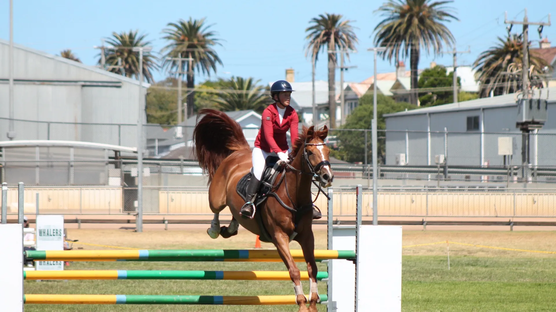 Showjumping