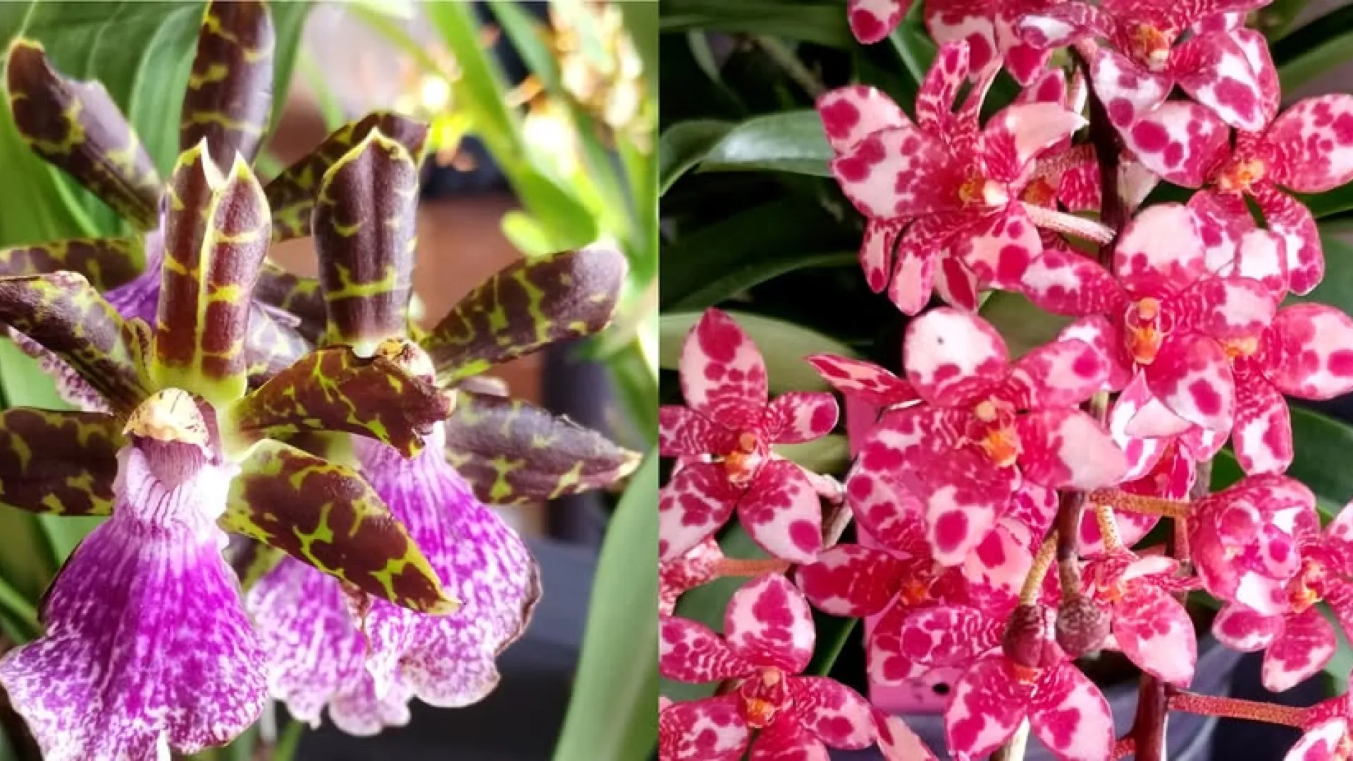 Orchids