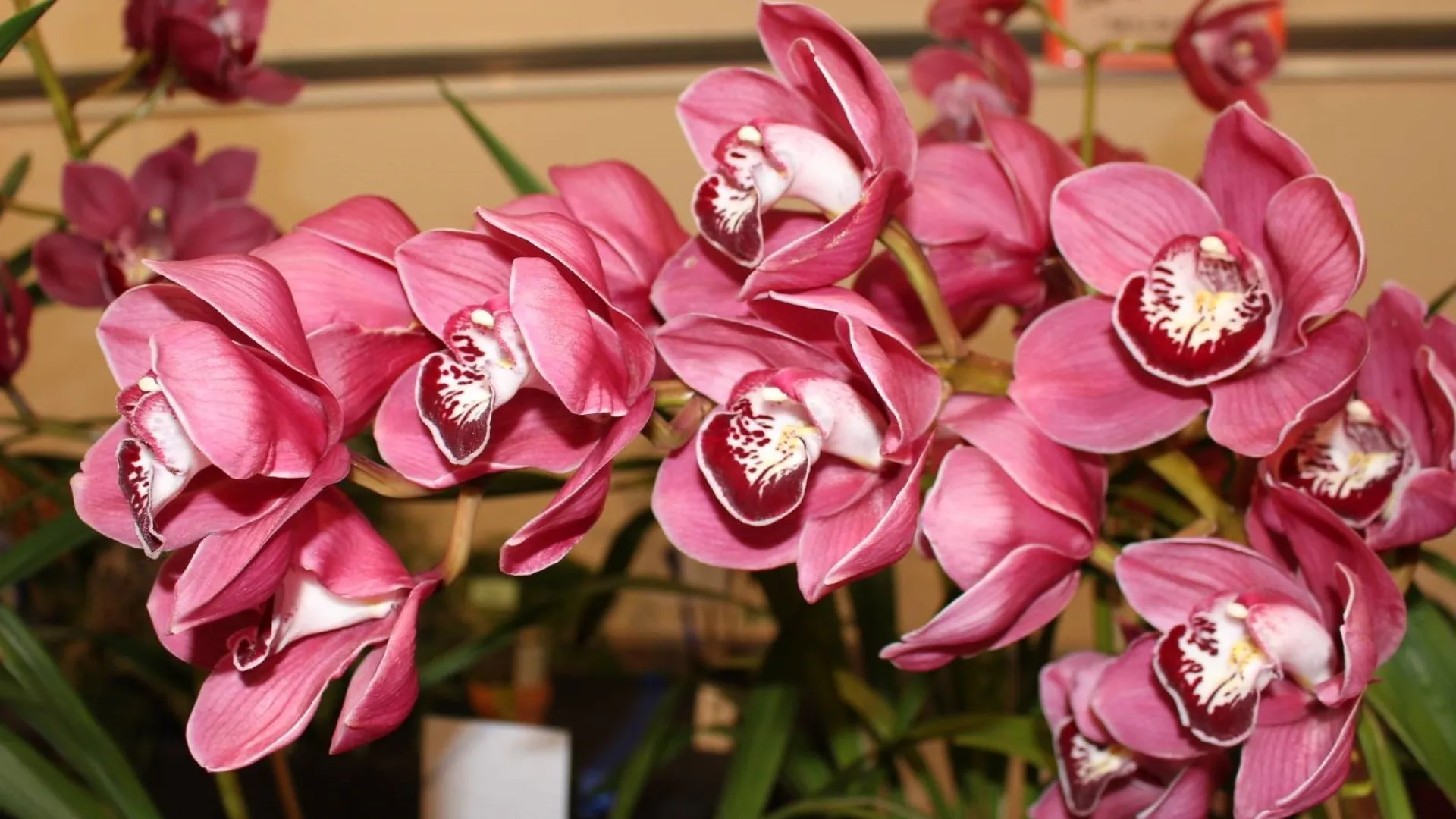 Orchid