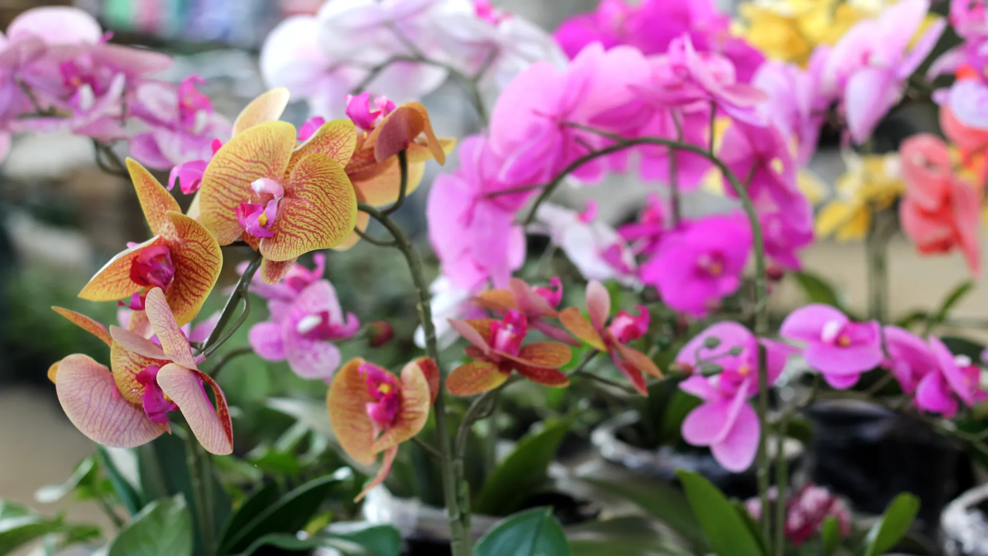 orchid