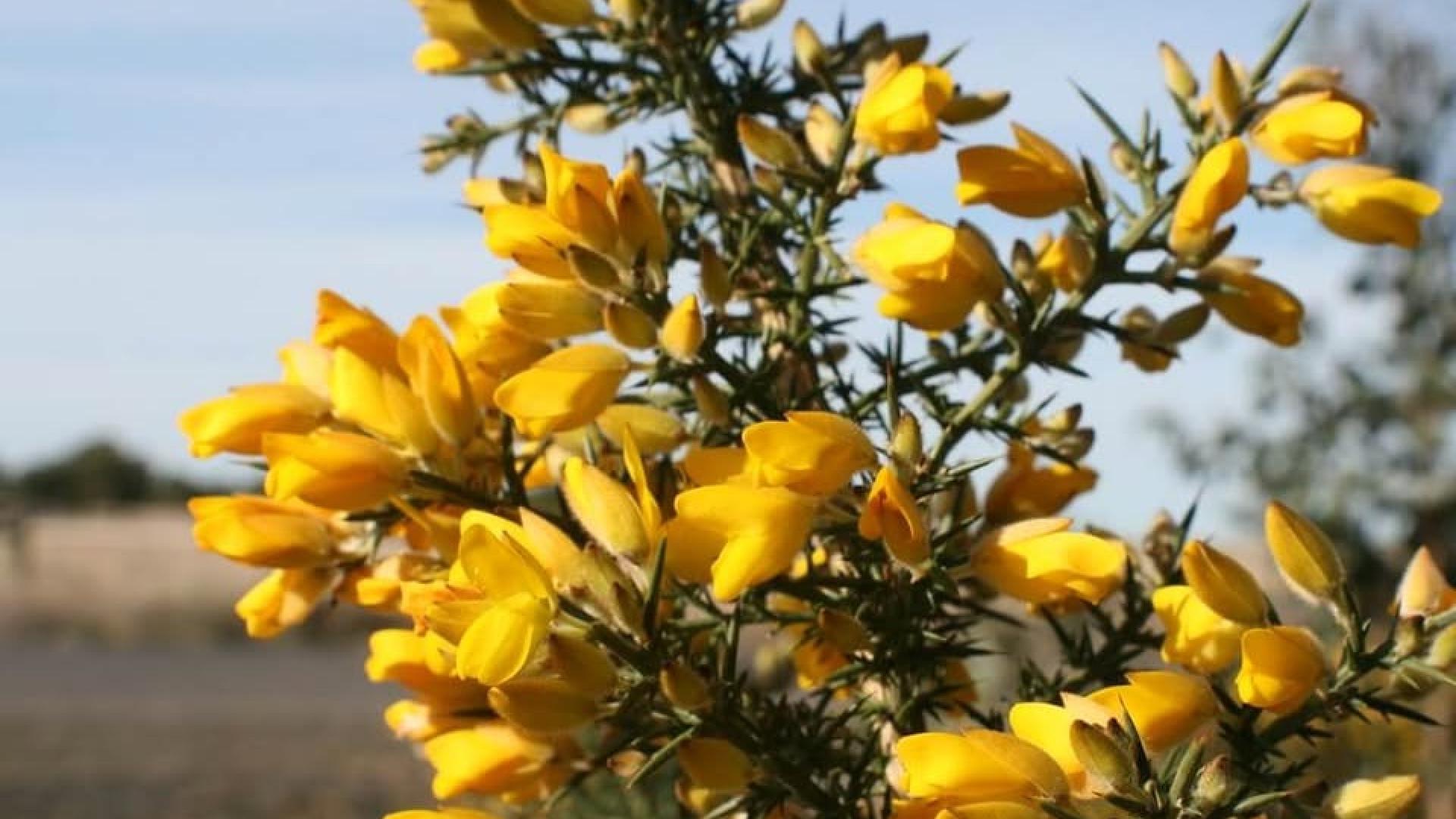 gorse