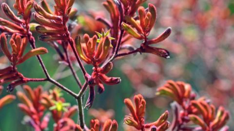 Open Native Garden