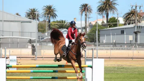 Showjumping