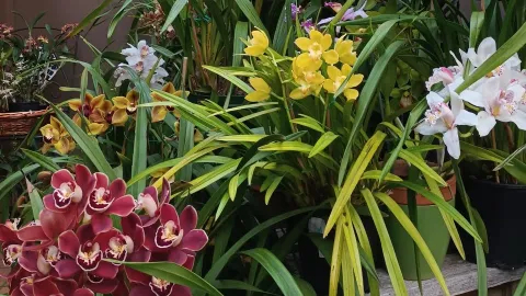Orchid Show