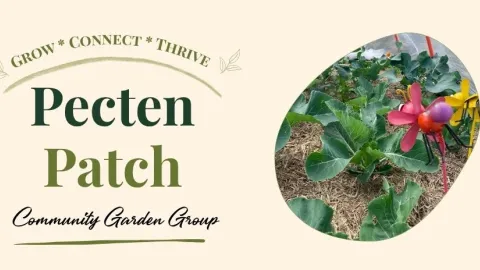 Pecten Patch