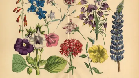 Latin Botanical 