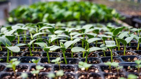 Seedling Sale