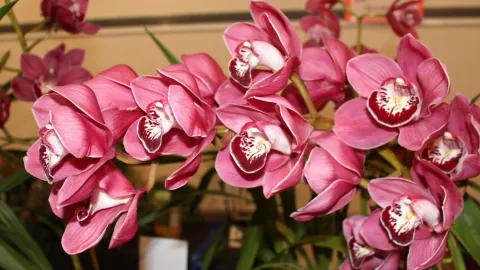 Orchid