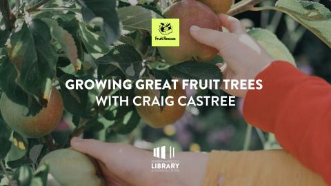 Two hands picking apples off a fruit tree