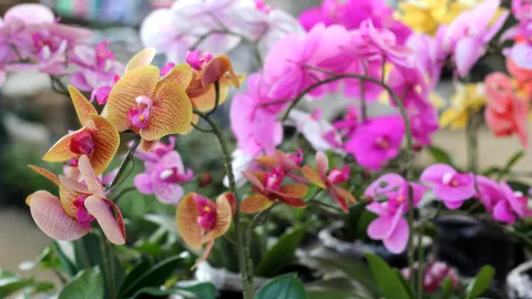 orchid
