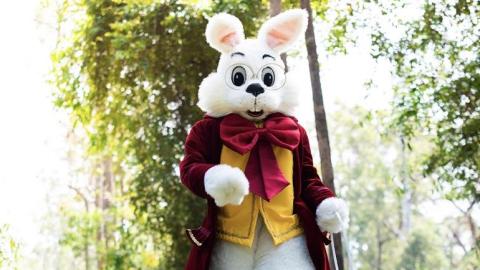 bunny